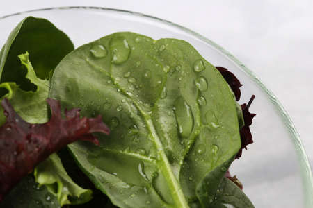 Fresh baby spinach and salad