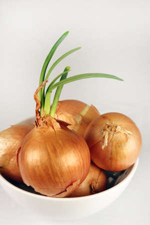 Sprouting yellow onions in a white bowl against a white backgroundの写真素材