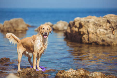 close up of a golden retriever with ocean and blue sky as backgroundの写真素材