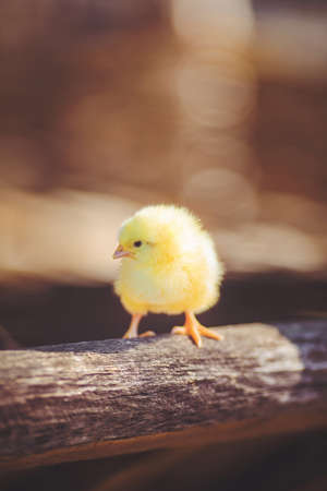 little chicken on a grassの写真素材
