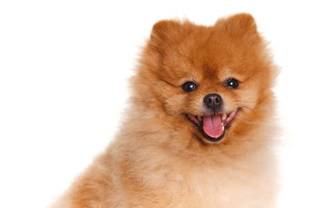 Portrait of sitting pomeranian spitz dog isolated on white background  Studioの写真素材