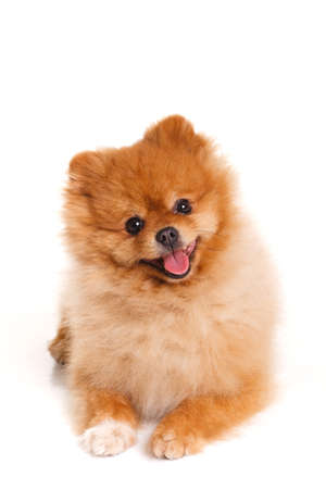 Portrait of sitting pomeranian spitz dog isolated on white background  Studioの写真素材