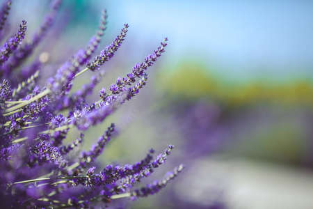 Lavender field in the summer  Close up の写真素材