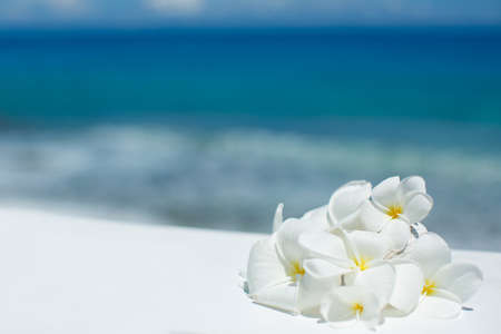 White flowers on the beachの写真素材