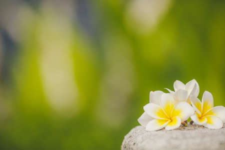 Frangipani, plumeriaの写真素材