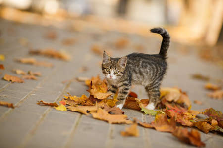 tabby kitten outdoors autumn portrait. short hair kitten cream in autumn streetの写真素材