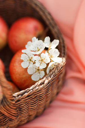 Wicker basket light brown on a pink background with redripejuicy apples and a sprig of blossoming white Apple treeの写真素材