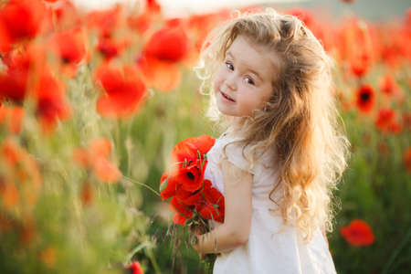 A little girl in a field of red poppies. Little cute girl with thick long curly hair, dressed in a summer white dress, holding a large bouquet of red poppies, picking flowers in a green field in early summer at sunsetの写真素材