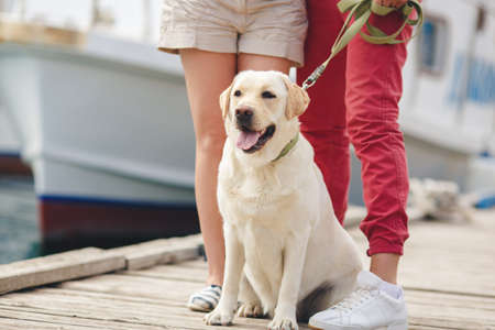 White labrador on a walk with their owners.Young dog breed white Labrador walks on the waterfront near the yacht club with their masters, a woman in bright shorts and white sandals and a man in red pants and white sneakers in the summerの写真素材