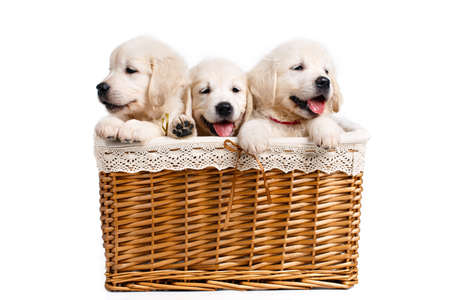 Three white Labrador puppy in a wicker basket, Three beautiful puppy breed white Labrador Retriever with black eyes and black noses, peeking out of the light brown wicker basket, posing in Studio on white backgroundの写真素材