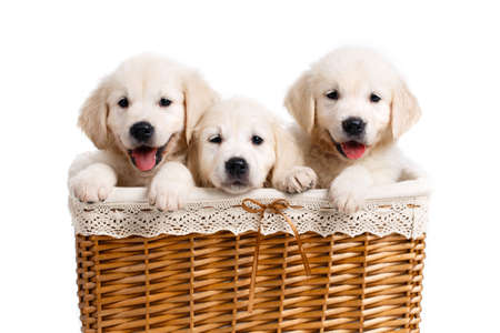 Three white Labrador puppy in a wicker basket, Three beautiful puppy breed white Labrador Retriever with black eyes and black noses, peeking out of the light brown wicker basket, posing in Studio on white backgroundの写真素材