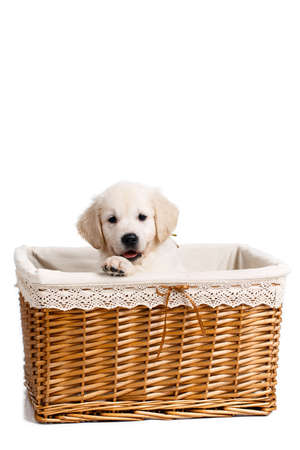 Puppy white Labrador posing in a wicker basket, Beautiful little puppy, breed white Labrador Retriever, with black eyes and black noses, peeking out of a light brown wicker basket, posing in Studio on white backgroundの写真素材