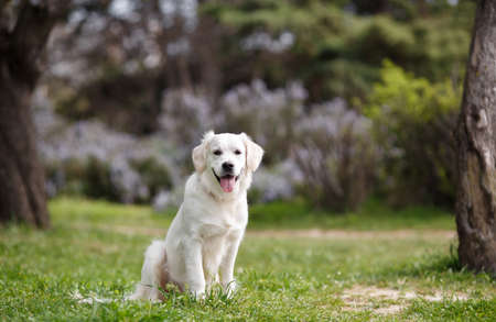 White Labrador in the summer park.Pet, an adult dog breed white labrador, drooping ears, carefully...