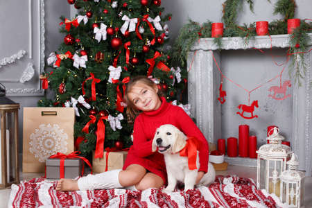 Sweet girl 6 years old with gray-green eyes, brunette hair braided in two pigtails, a red and white striped bows, dressed in a red knit dress, spends the Christmas holidays with his friend, a puppy Golden Retriever, at home near Christmas treeの写真素材