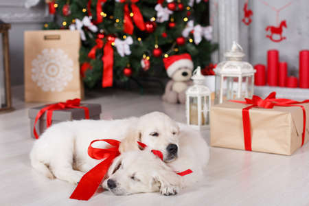 Two beautiful golden retriever puppy with tied red ribbons around the neck, a sweet sleep on the floor on a white background green elegant Christmas tree decorated with red balls and boxes with gifts, one puppy rested his head on the back of anotherの写真素材