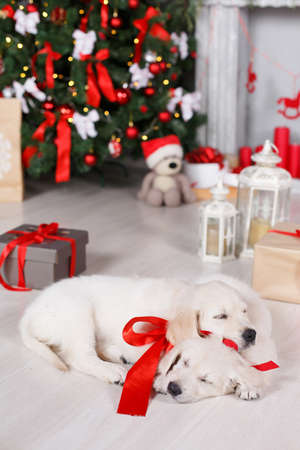 Two beautiful golden retriever puppy with tied red ribbons around the neck, a sweet sleep on the floor on a white background green elegant Christmas tree decorated with red balls and boxes with gifts, one puppy rested his head on the back of anotherの写真素材