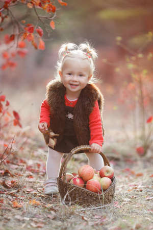 Baby picking apples in autumn. Little baby girl playing in the apple tree orchard. Healthy girl.Little girl with basketの写真素材