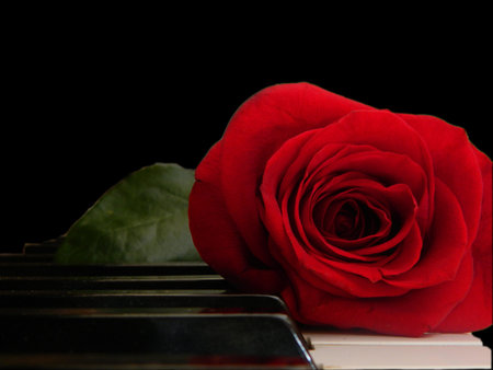 Rose on the piano keysの写真素材