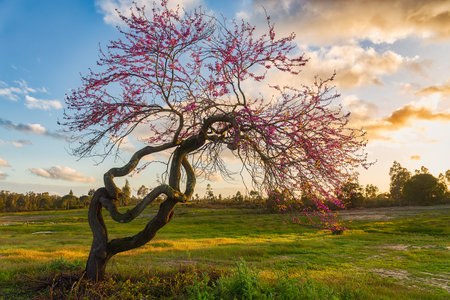 twisted tree with pink flowers in a meadow at sunset
