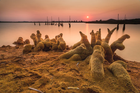 dead branches covered in minerals in front of a reservoir at sunset