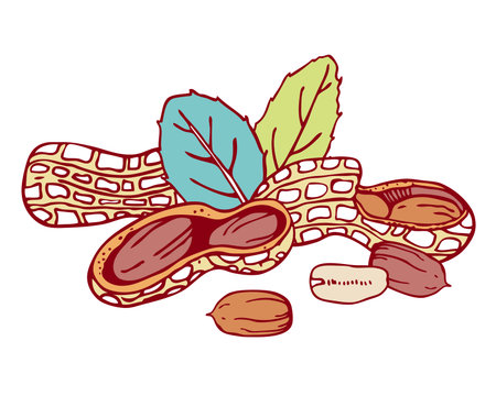 Composition with peanuts and leaves. Hand drawn outline vector sketch illustration. Color on white backgroundのイラスト素材