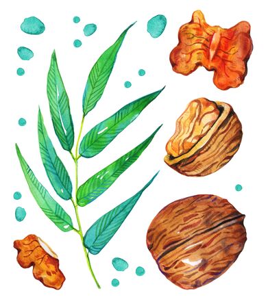 Set of hand drawn watercolor walnuts and leaves. Isolated illustration on white backgroundの写真素材