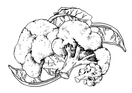 Group of broccoli and leaves. Hand drawn vector outline sketch illustration. Black on white backgroundのイラスト素材