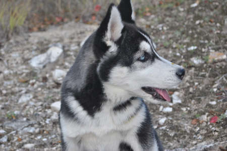 Dog on the natures. Husky love forever.の写真素材