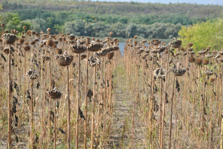 Beauty of nature inspiring to do beauty!の写真素材