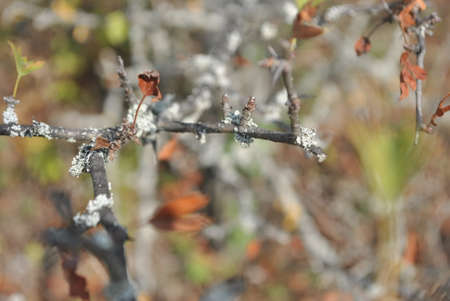 Beauty of nature inspiring to do beauty!の写真素材