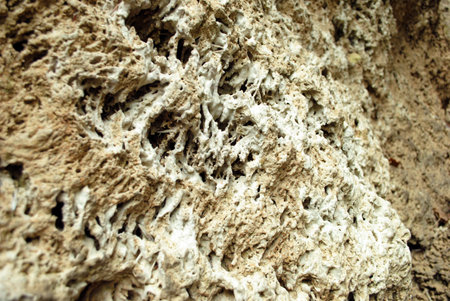 Stone withe the coral texture