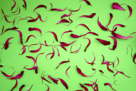 Repeatable petals in red on a green backgroundの写真素材