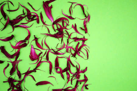 Repeatable petals in red on a green backgroundの写真素材