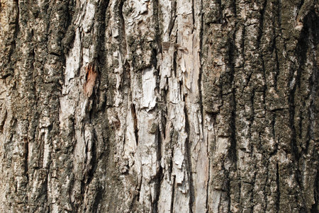 The old bark texture for some backgroundの写真素材