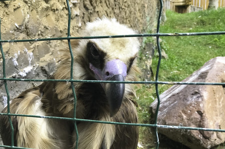 An eagle behind a metal cage in a zoo. A bird of prey in captivity.