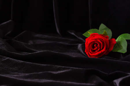 Red rose on a black background, free space for text.の写真素材