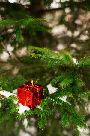 Christmas gift in snow on christmas tree on dark background. Copyspaceの写真素材
