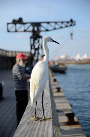 White heronの写真素材