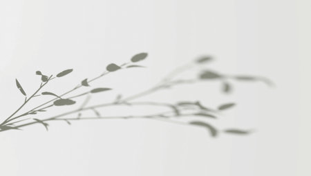Abstract shadow branch on wind backgroundの写真素材