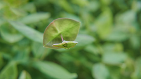 young green shoot of decorative peas, daylighting, close-up, blurred background