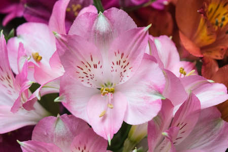 Alstroemeria - flowers that are called Peruvian lily or lily of the Incas.の写真素材
