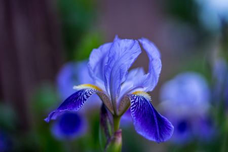Blue iris flower, lovely budの写真素材