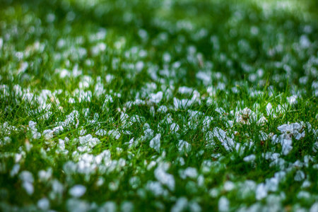 Petals of a blooming apple tree on the lawnの写真素材