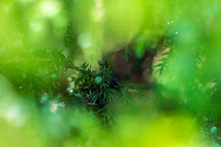 Green juniper, young shoots and berriesの写真素材