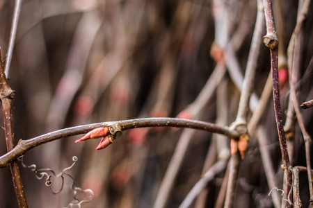 Branches of a bush with swollen budsの写真素材