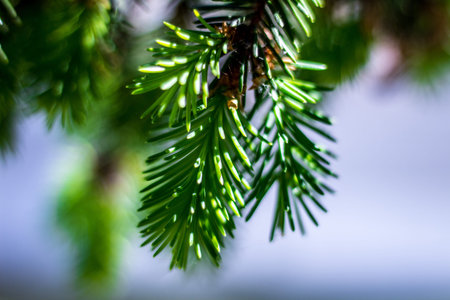 Green juniper, young shoots