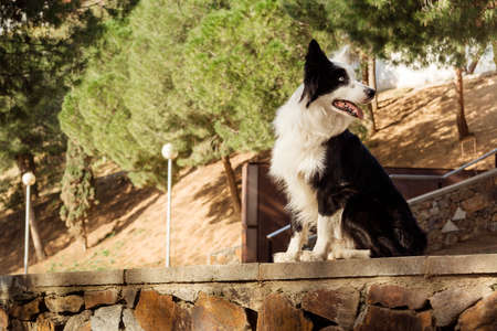 Border collie on a stone wall in the parkの写真素材