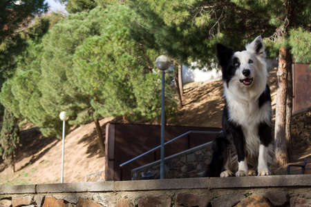 Border collie on a stone wall in the parkの写真素材