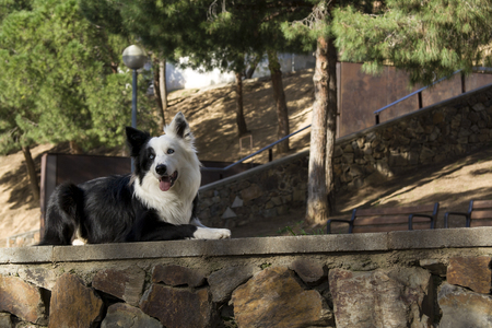Border collie lies on the stone wall in the park and smileの写真素材