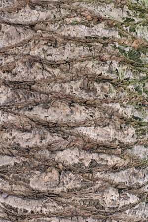 Large trunk of a palm tree with a detailed image of the structure of the bark of a treeの写真素材